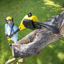 Organic Lawn Care Solutions in Bloomsburg, PA