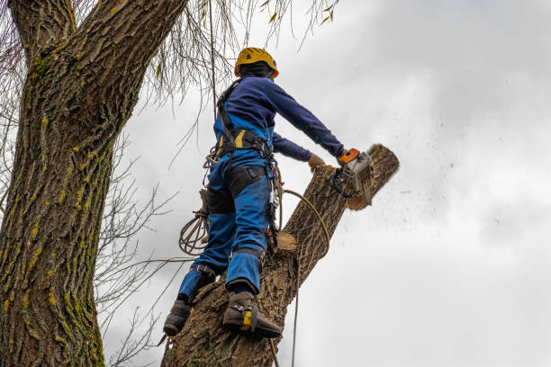 How Our Tree Care Process Works  in  Bloomsburg, PA